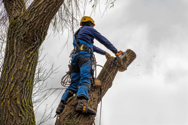 Best Tree Cutting Near Me  in Camp Wood, TX